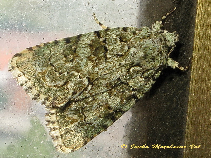 Polyphaenis sericata - Noctuidae